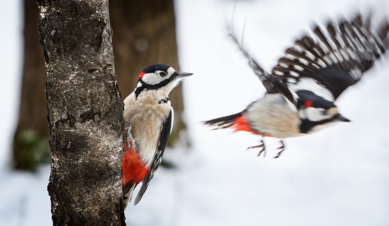 Фотосъемка животных в дикой природе- фото 3